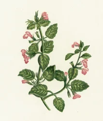 Calament officinal, Calamintha Officinalis